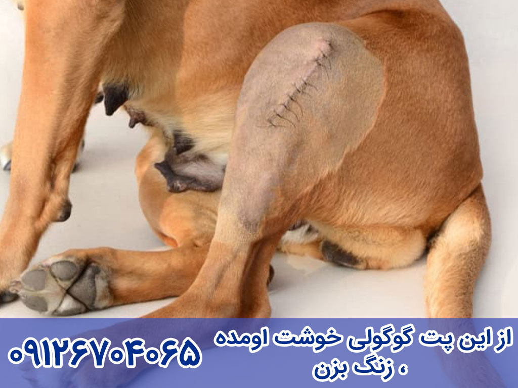 بیماری دیسپلازی سگ
