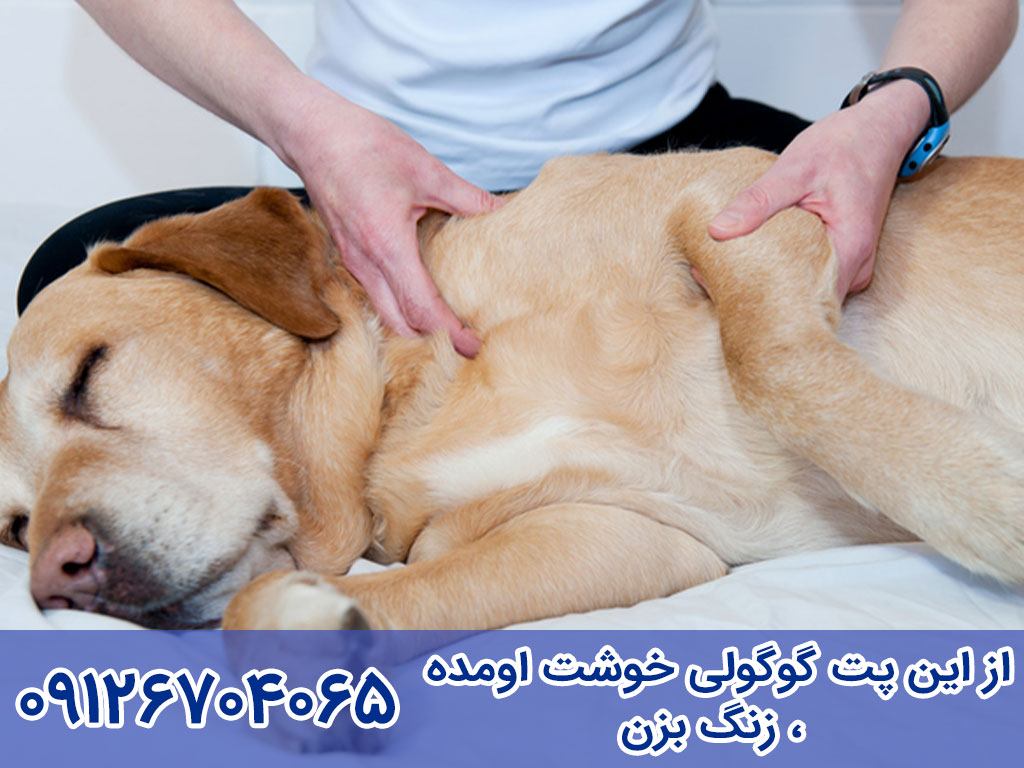 پیشگیری از بیماری دیسپلازی سگ