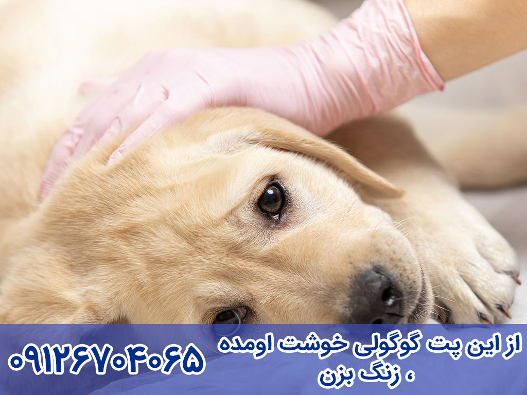پیشگیری از بیماری پاروا سگ