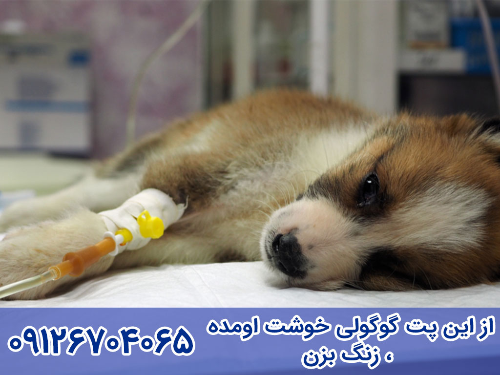 درمان بیماری پاروا سگ