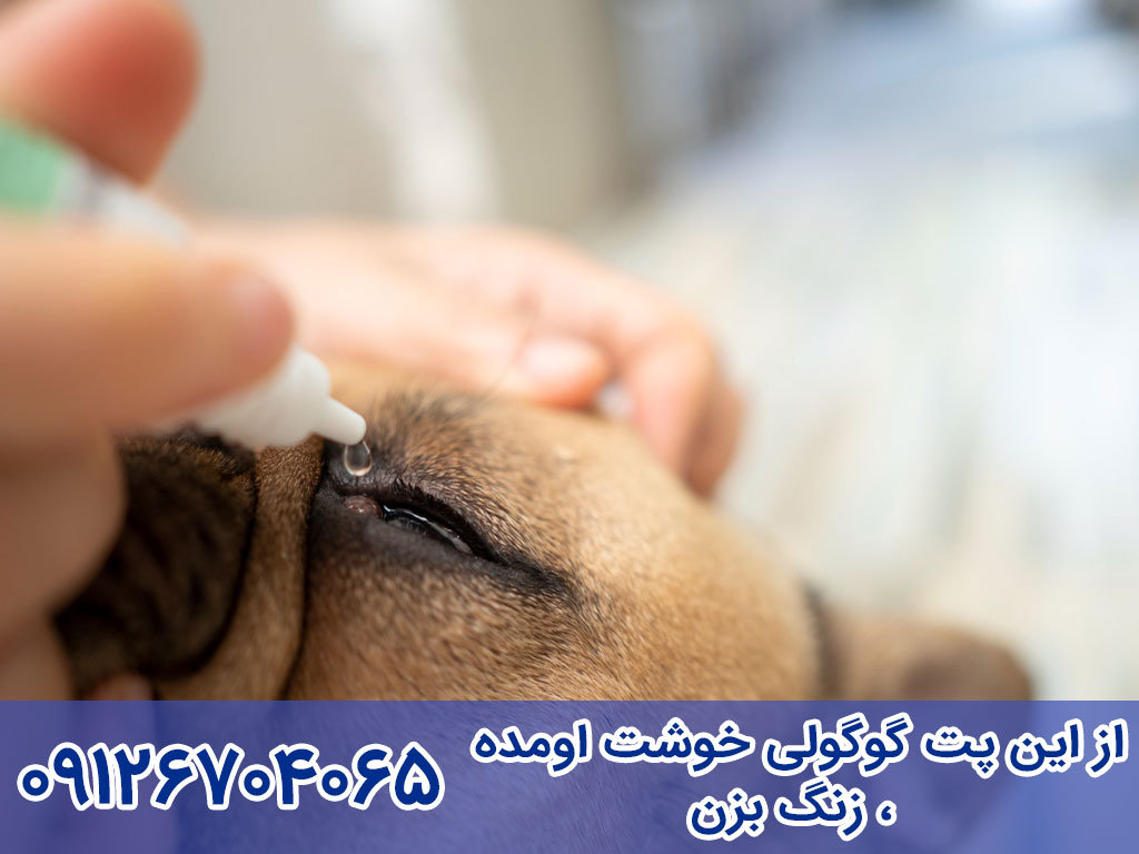 آیا بیماری چشم گیلاسی سگ به انسان سرایت می کند؟