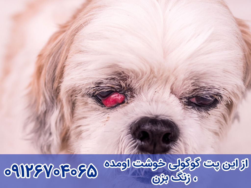 بیماری چشم گیلاسی سگ