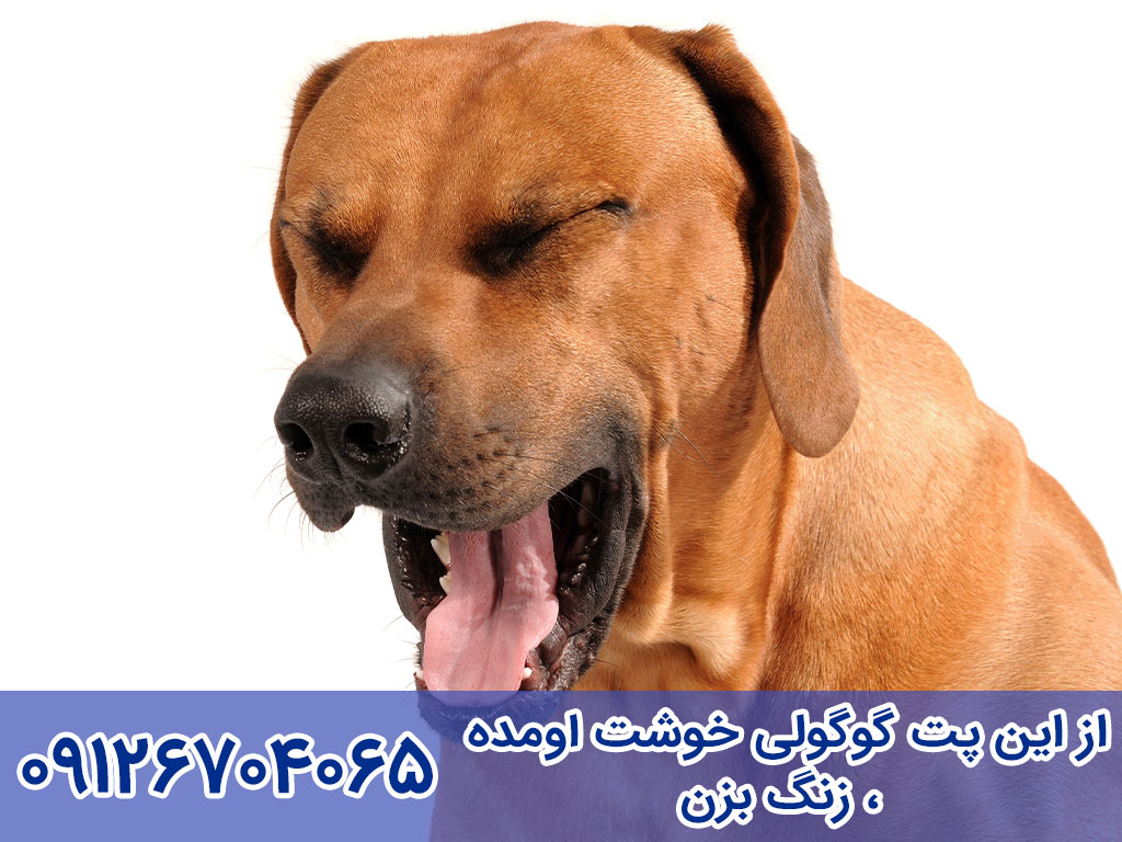 درمان خانگی سرفه سگ