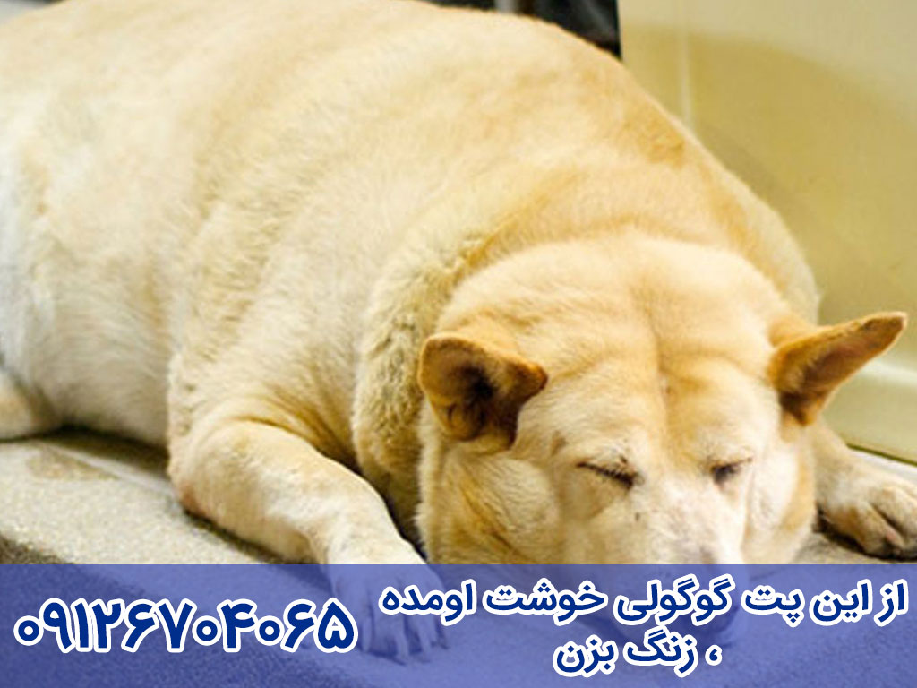 چاق ترین سگ دنیا
