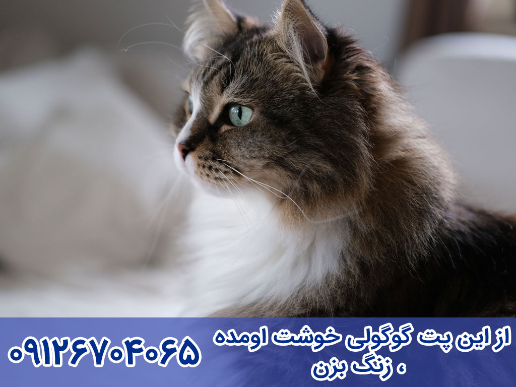 آموزش مراقبت و نگهداری گربه سیبرین