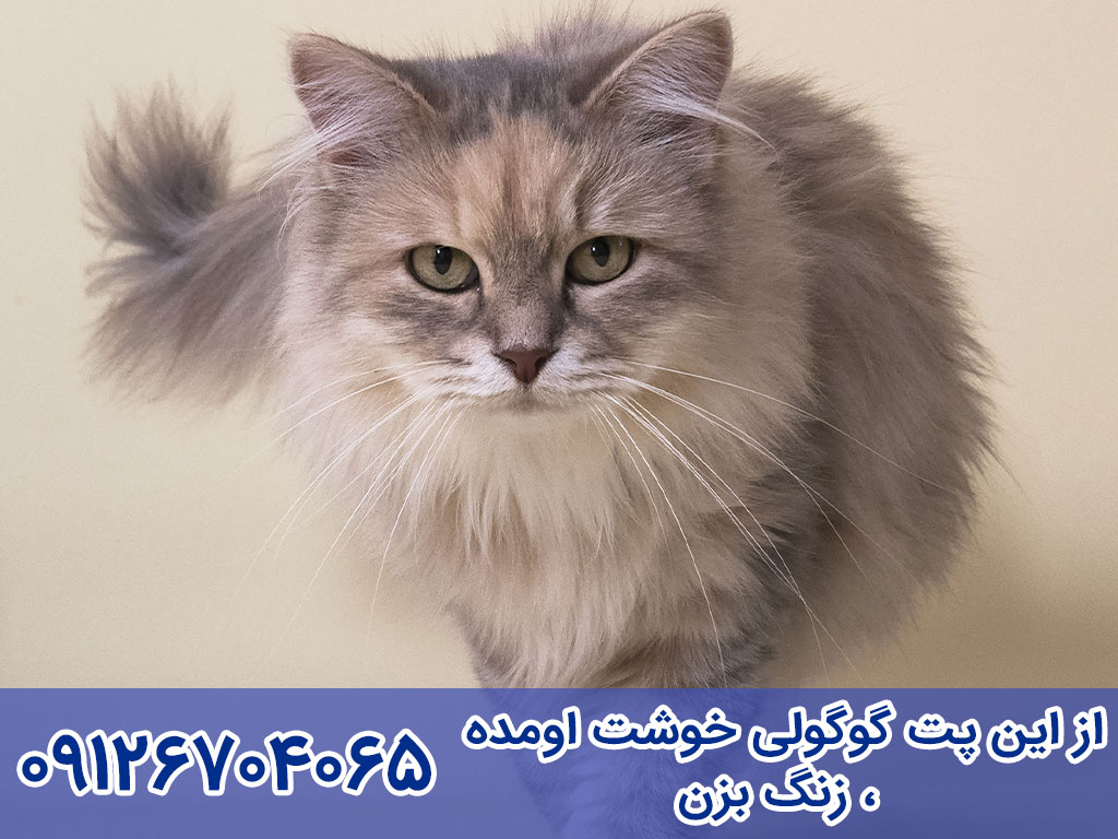 طول عمر گربه سیبرین