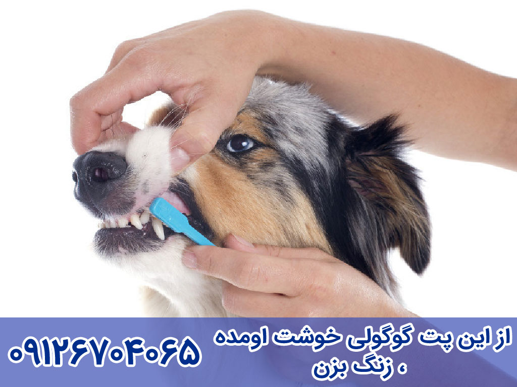 در اختیار قرار دادن جویدنی‌ها برای مراقبت از دندان های سگ