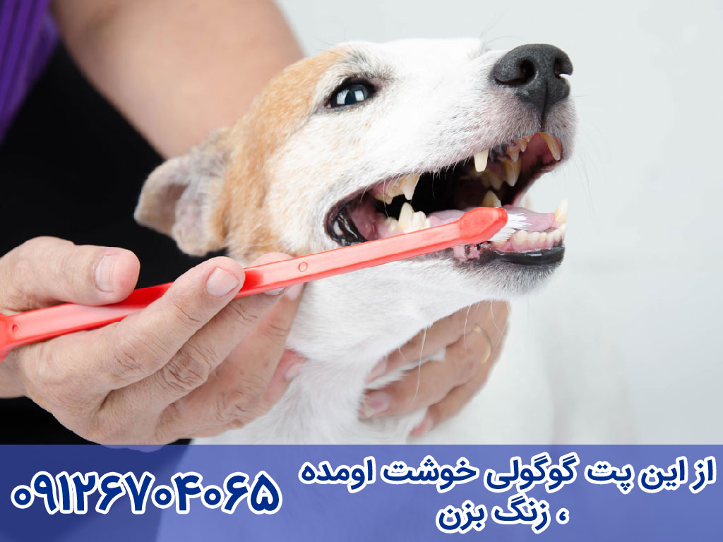 جرمگیری دندان برای مراقبت از دندان های سگ