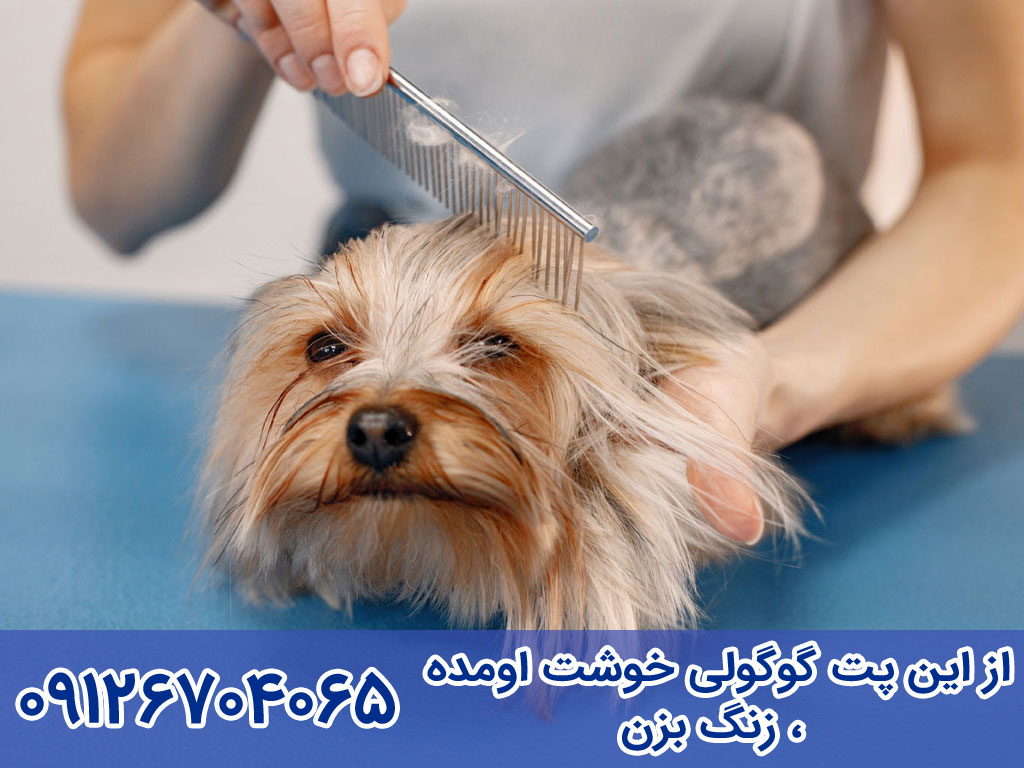 تیغۀ ریزش مو از انواع برس سگ